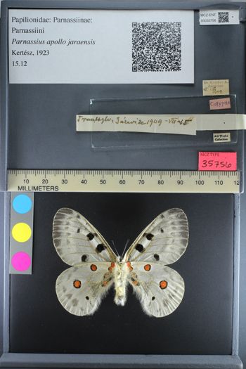 Media type: image;   Entomology 35756
